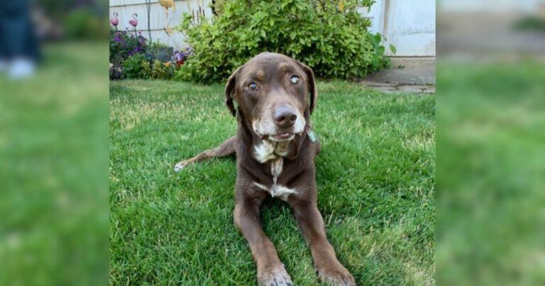Woman Adopts Sick Senior Dog And Makes His Last 28 Days The Best Ever Before Euthanasia