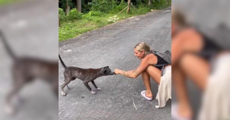 Woman Was Surprised By What She Discovered About The Nervous Stray Dog Who Followed Her For Weeks