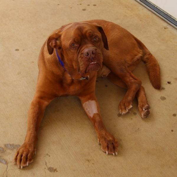 abandonned senior dog with paw injury