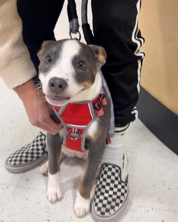 adopting ellie adopting ellie