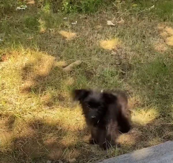 approaching the tiny dog in the park approaching the tiny dog in the park