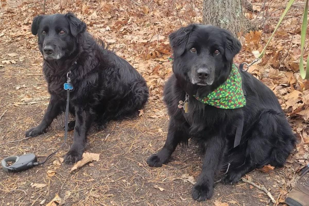 beautiful dog siblings reunited beautiful dog siblings reunited