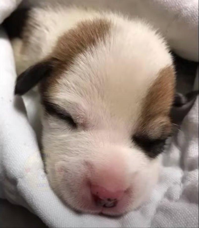 beautiful pup sleeping