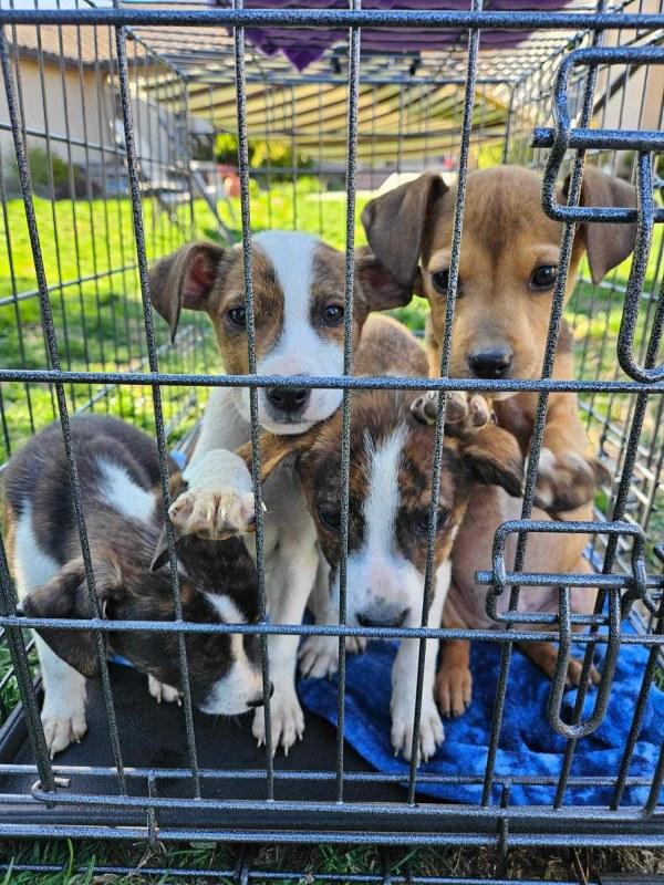 beautiful pups in crate beautiful pups in crate
