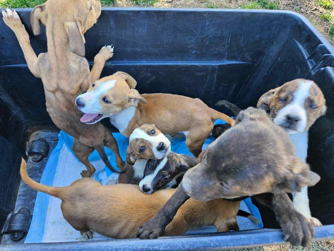 bin full of happy pups bin full of happy pups