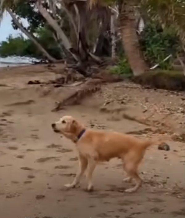 birdie playing on the beach birdie playing on the beach