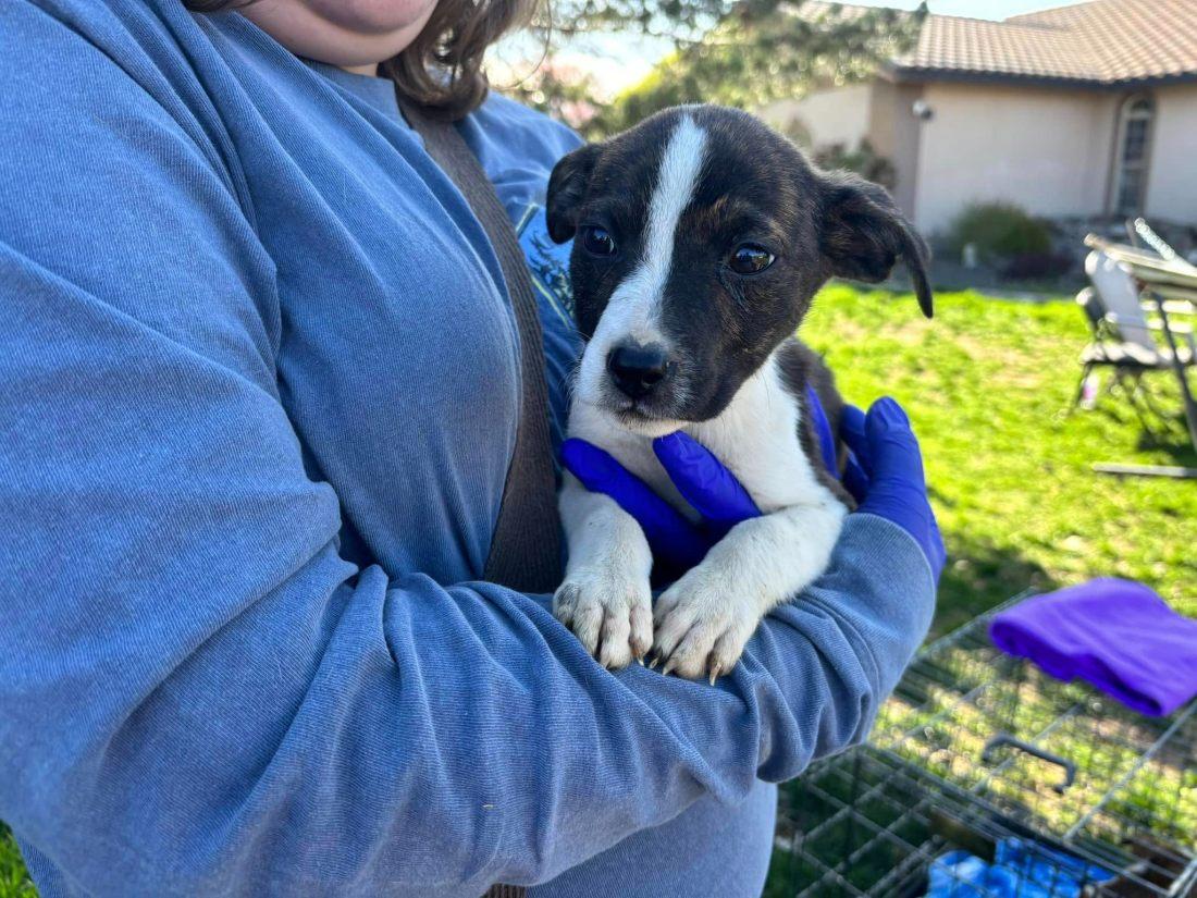 carrying one of the dumped pups carrying one of the dumped pups