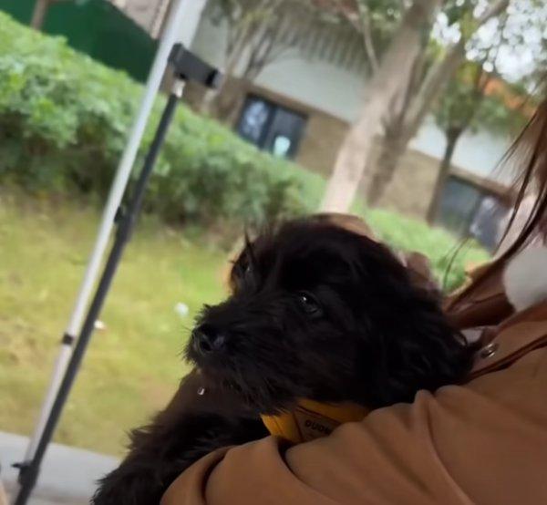 carrying the little dog carrying the little dog
