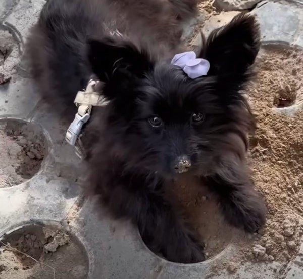 cute black dog with hair accessory cute black dog with hair accessory