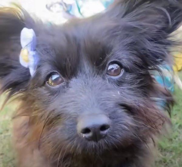 cute dog portrait after rescue cute dog portrait after rescue