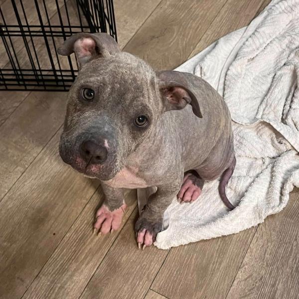 cute pup after rescue and healing cute pup after rescue and healing