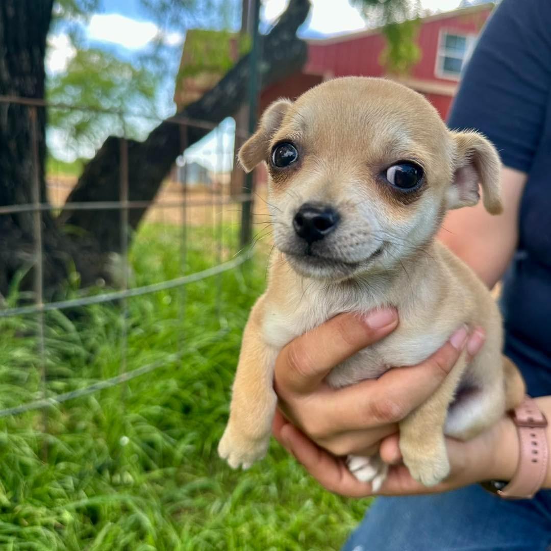 cute puppy after rescue