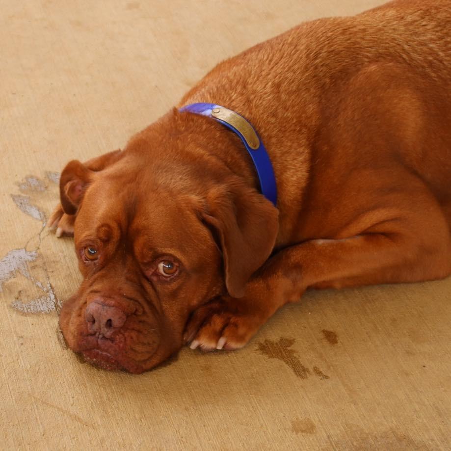 depressed senior dog after being surrendered