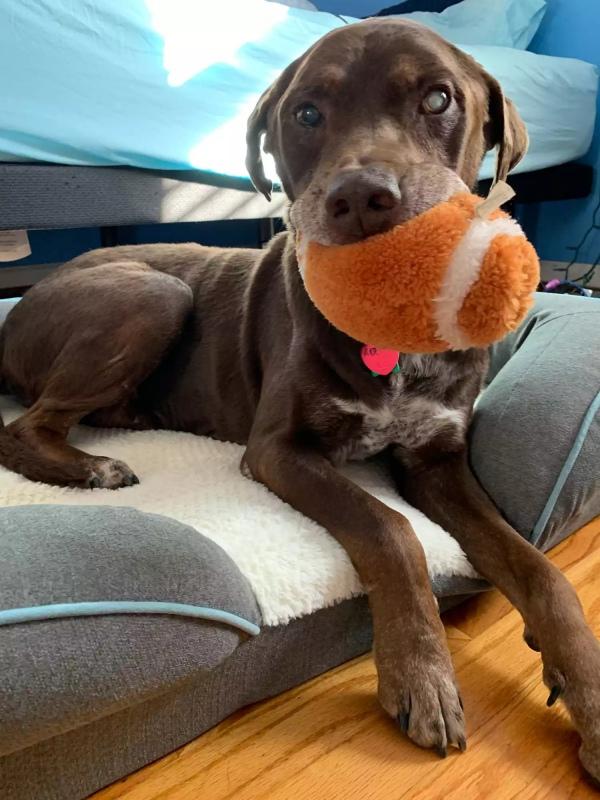 dog about to die playing with a toy dog about to die playing with a toy