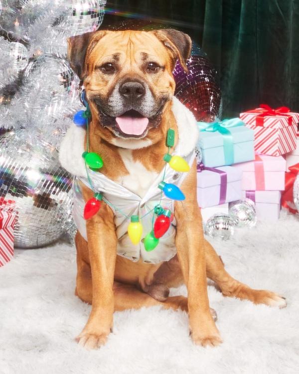 dog all dressed up for christmas