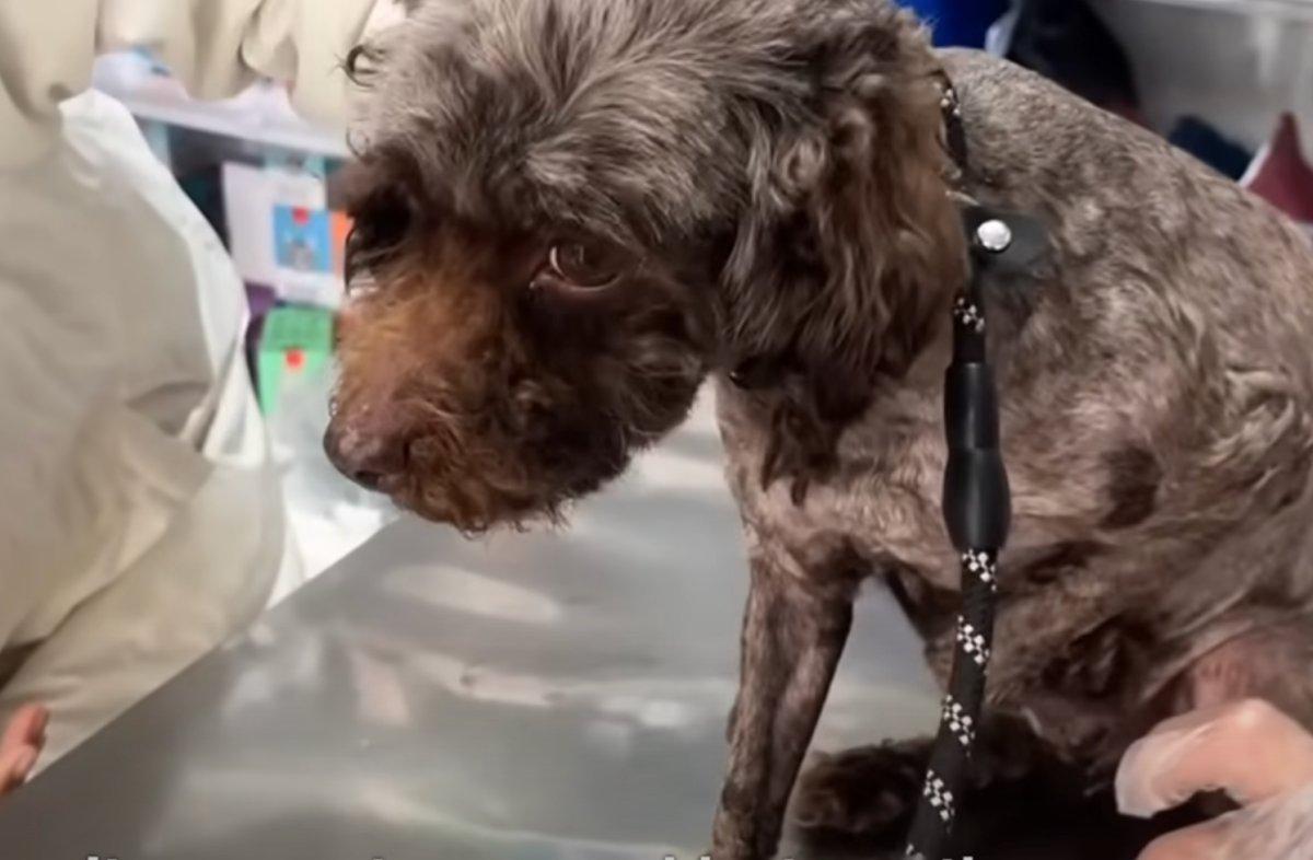 dog examined at the vet dog examined at the vet