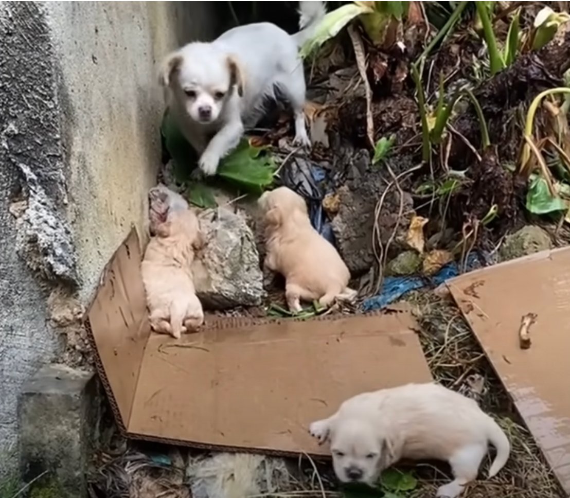 dog family found starving dog family found starving