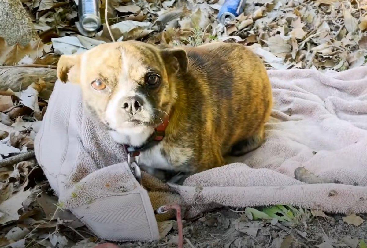 dog found in the middle of trash with only a blanket dog found in the middle of trash with only a blanket