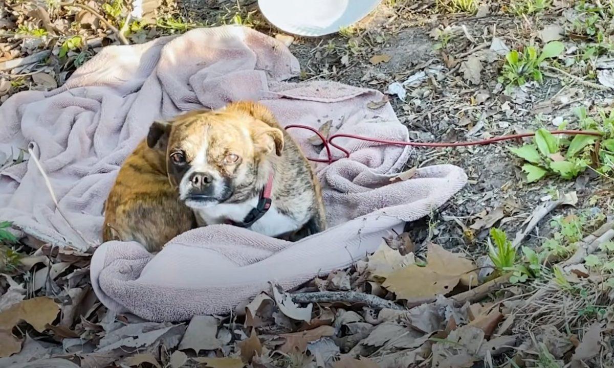 dog found with only a blanket dog found with only a blanket
