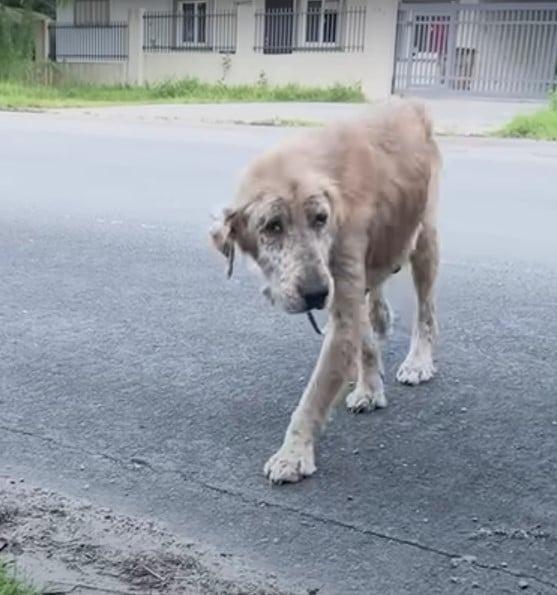 dog in bad condition walking in the streets alone dog in bad condition walking in the streets alone