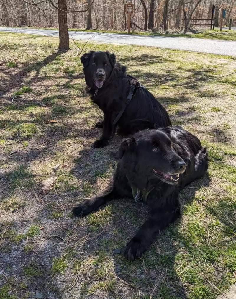 dog siblings together finally dog siblings together finally