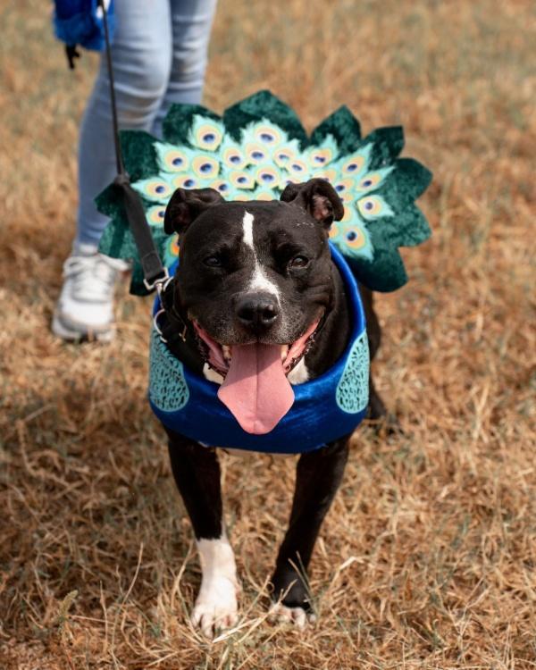 dog wearing a cute costume