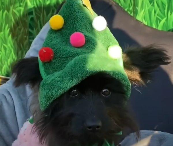 dog with a beanie for christmas dog with a beanie for christmas