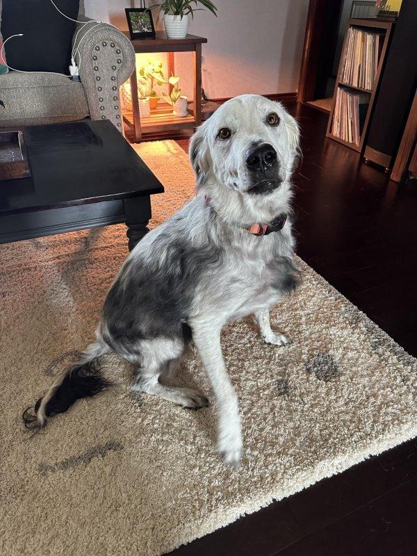 dog with vitiligo at home dog with vitiligo at home