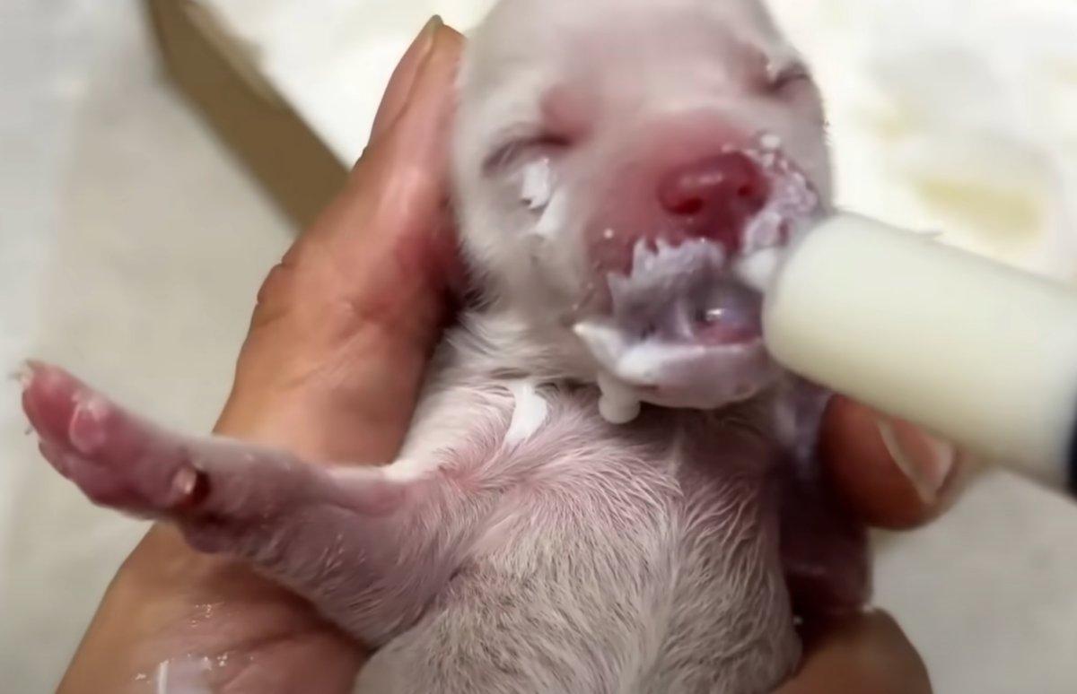 feeding a newborn with a seringe
