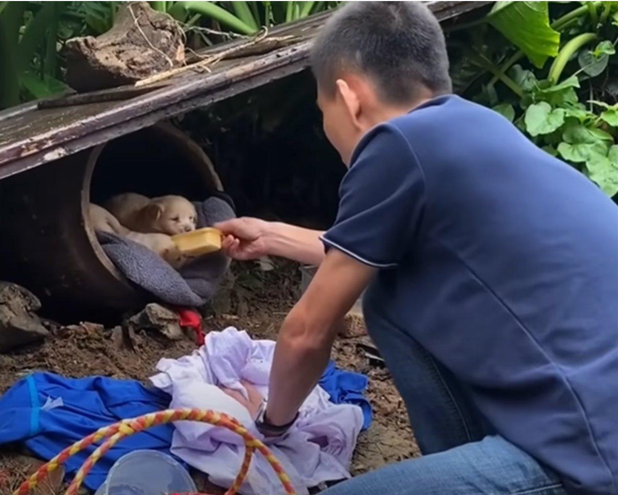 feeding the dog family feeding the dog family