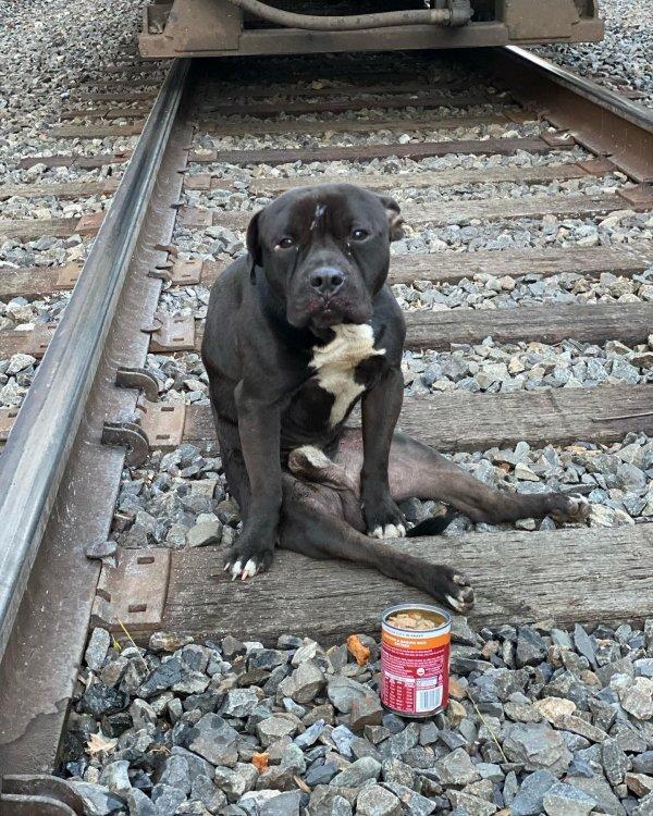 feeding the dog on train tracks