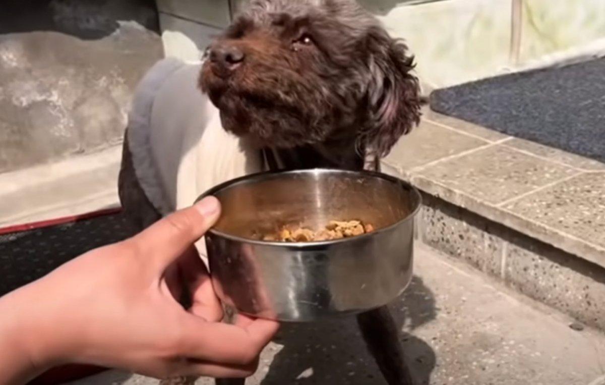 feeding the now happy dog feeding the now happy dog