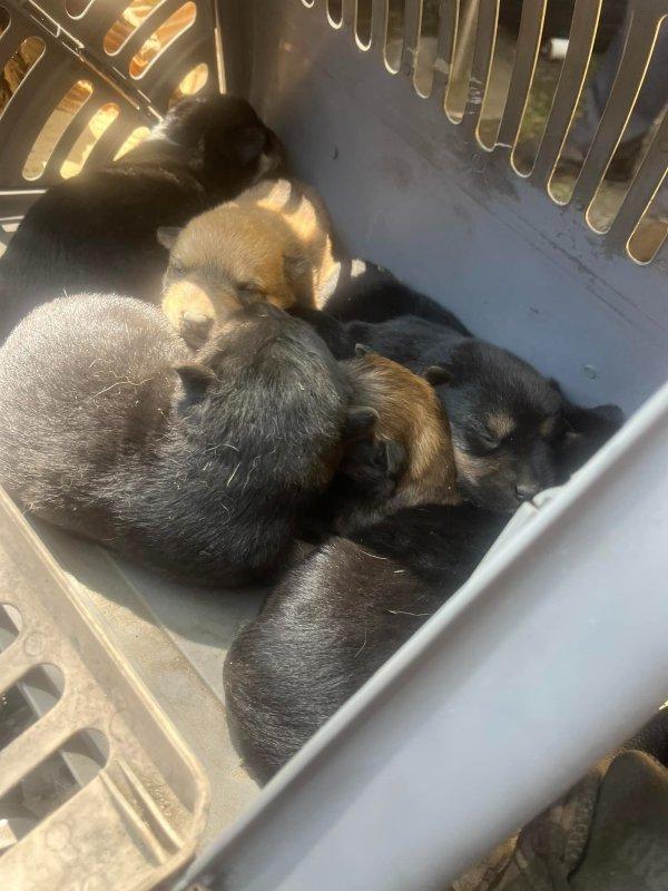 finding the puppies finding the puppies