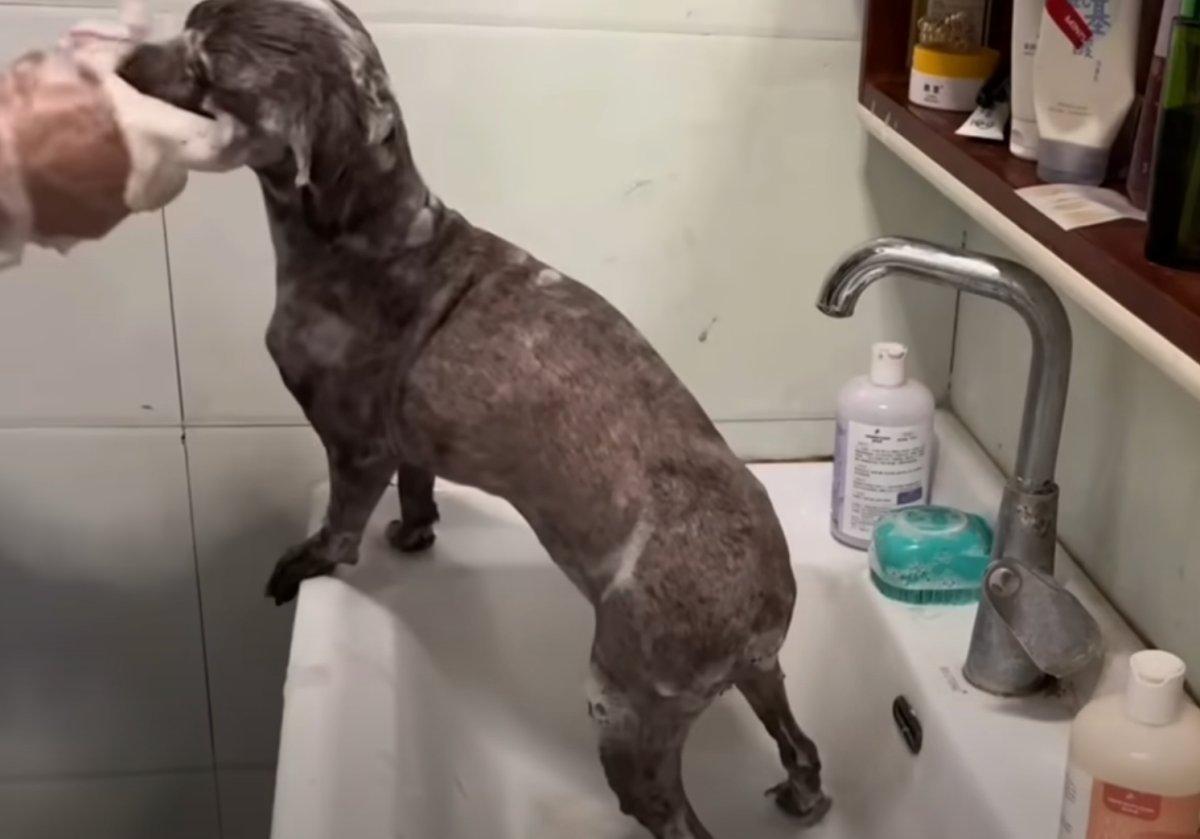 getting showered after rescue and shaving getting showered after rescue and shaving