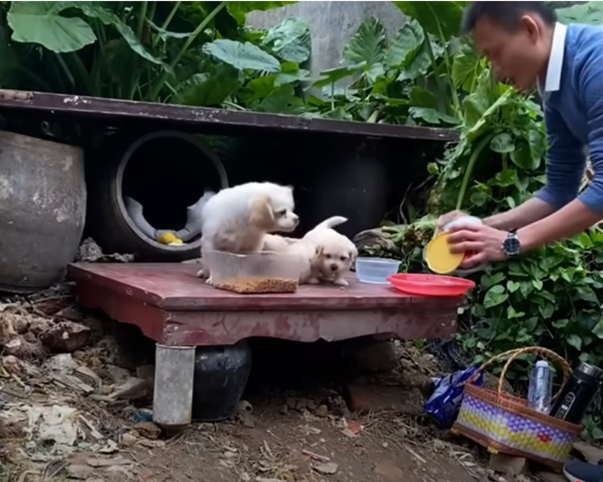giving food to the dog family giving food to the dog family