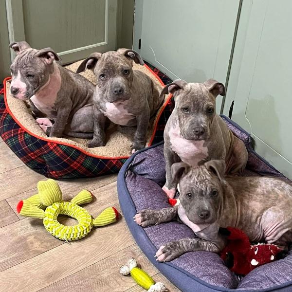 grown up pups now healthy grown up pups now healthy