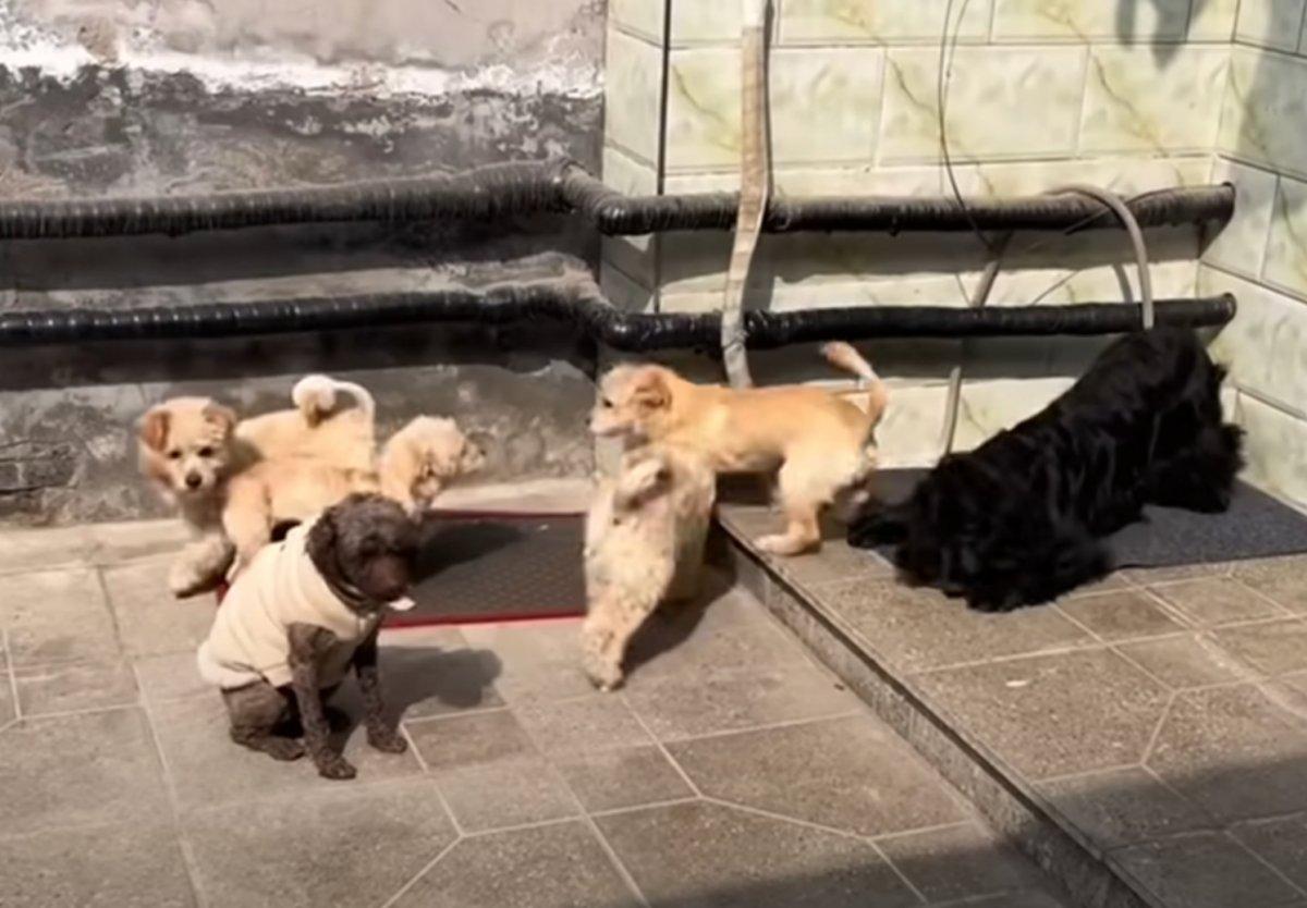 happy among other furry friends happy among other furry friends