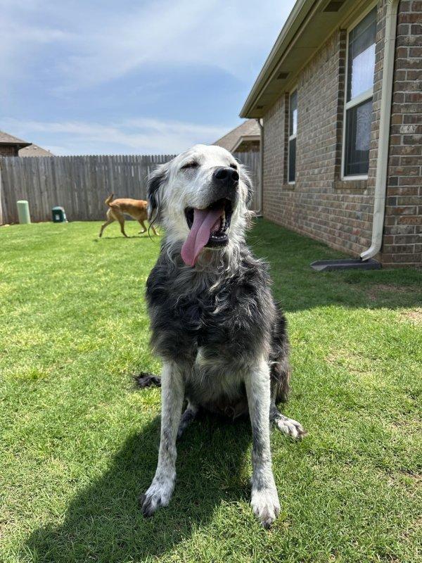 happy dog with vitiligo happy dog with vitiligo