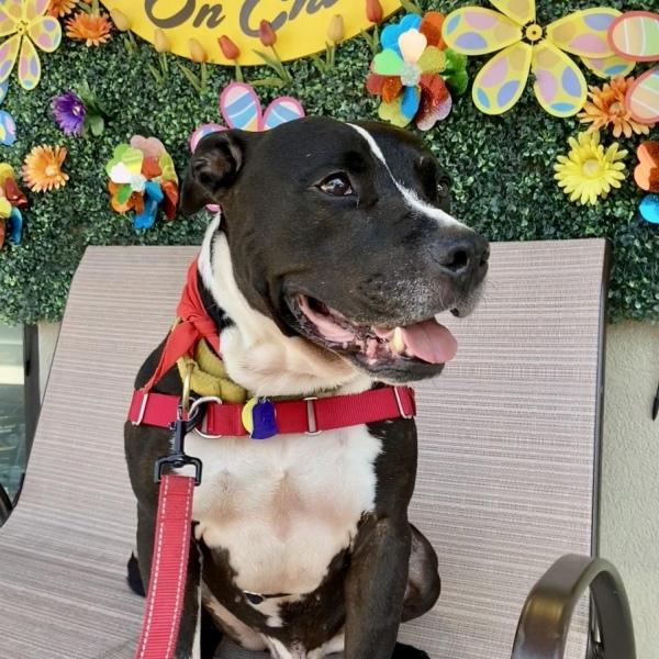 happy drogo on a bench