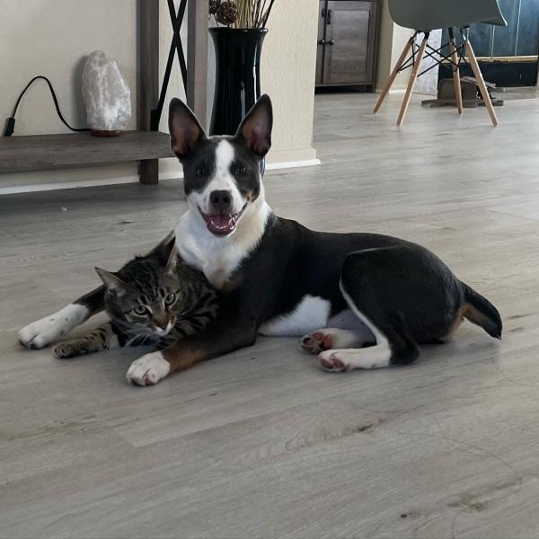 happy ellie cuddling with cat at home happy ellie cuddling with cat at home