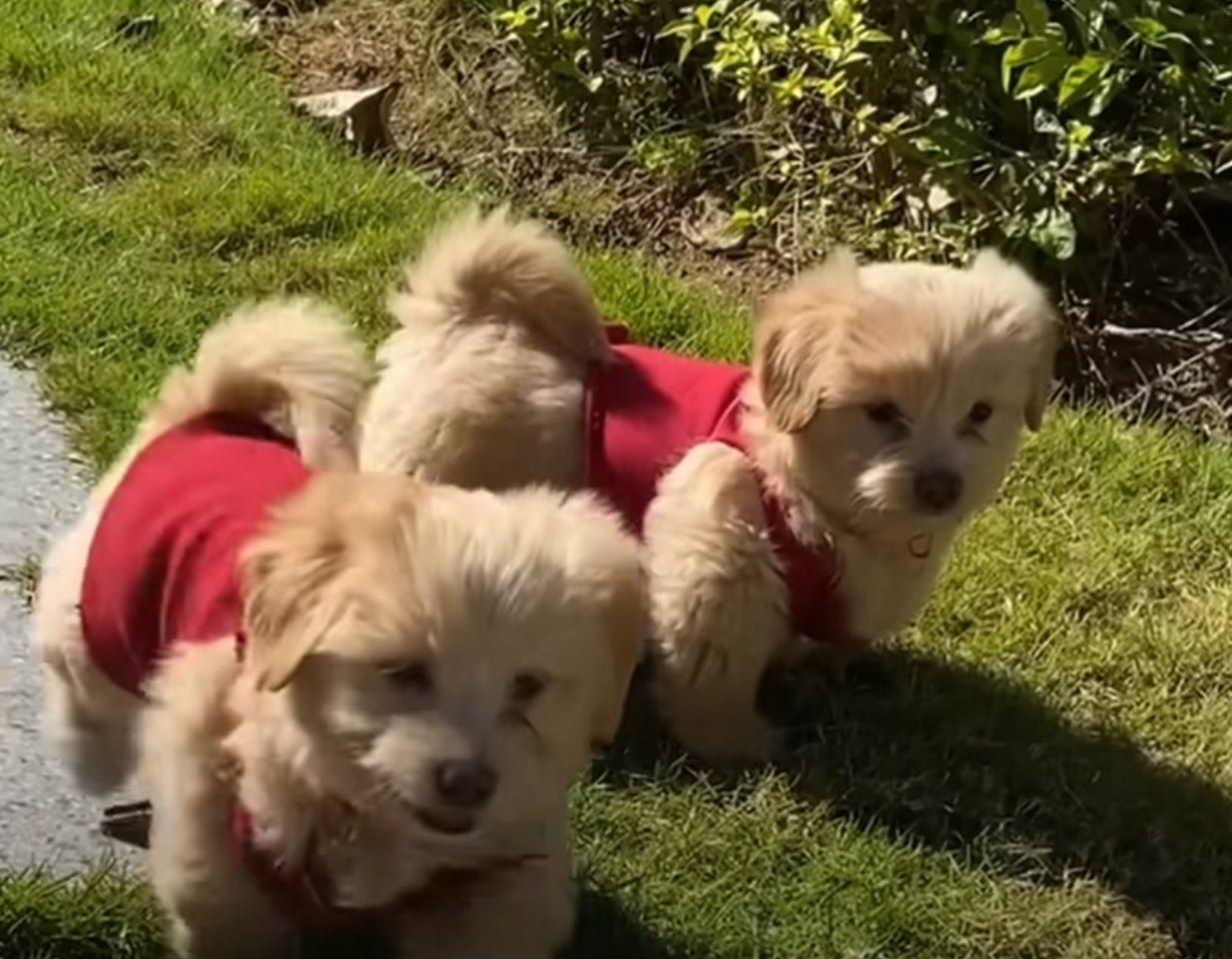 happy pups with incredible fur after rescue happy pups with incredible fur after rescue
