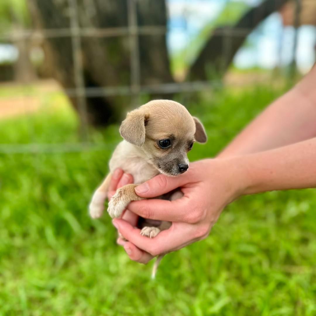 holding an adorable pup