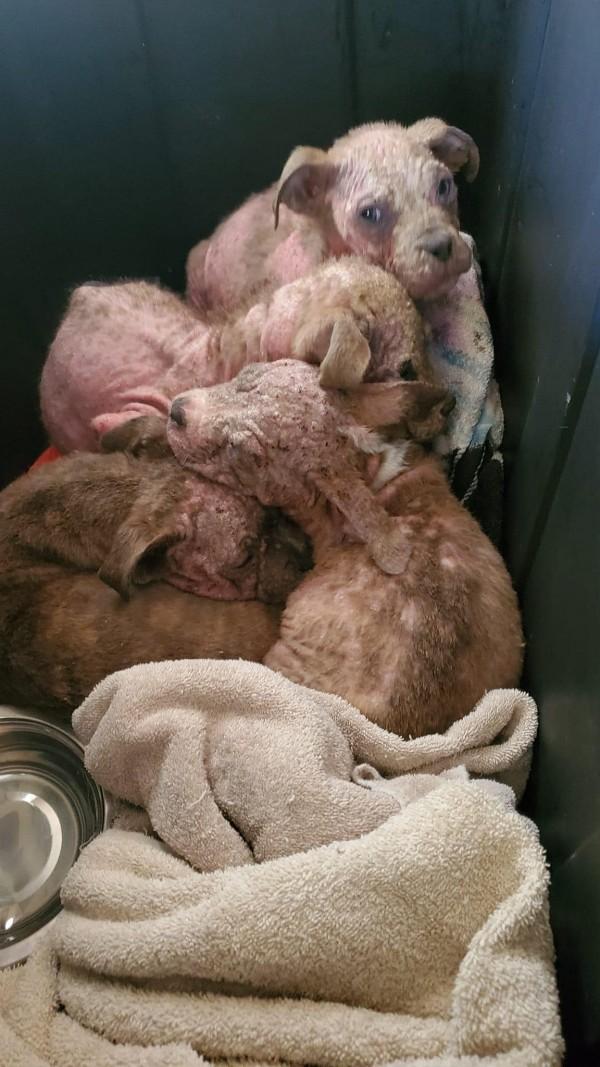 litter of pups in bad condition litter of pups in bad condition