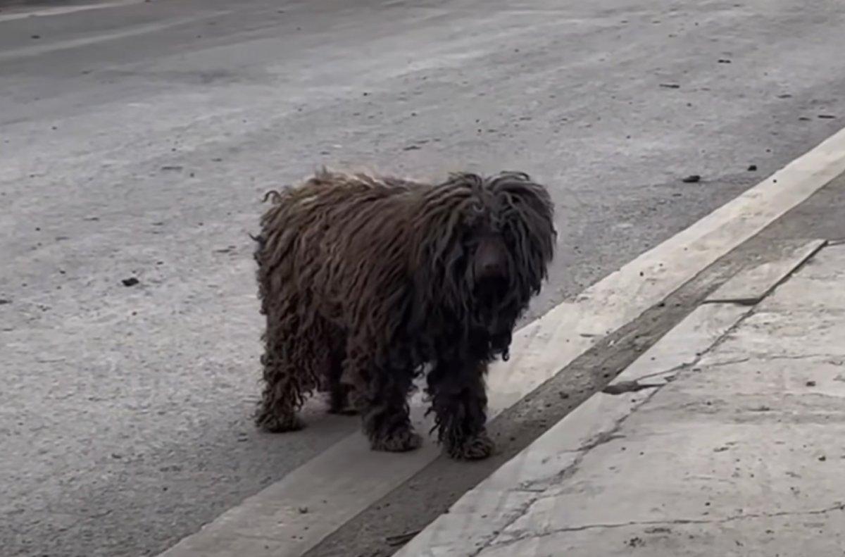 lonely dog noticed in the streets lonely dog noticed in the streets