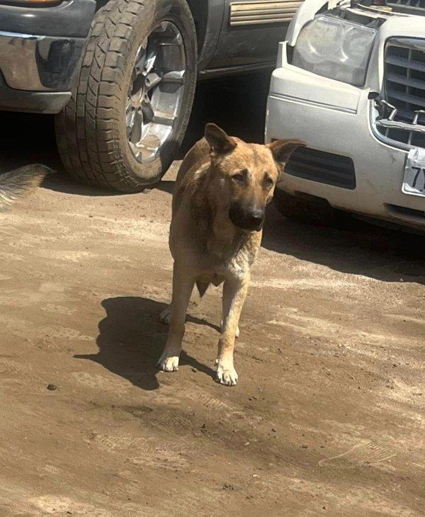 mama dog on parking lot mama dog on parking lot