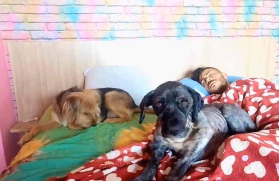 man in bed sleeping with 2 dogs man in bed sleeping with 2 dogs