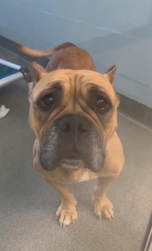 poor dog waiting to be adopted poor dog waiting to be adopted