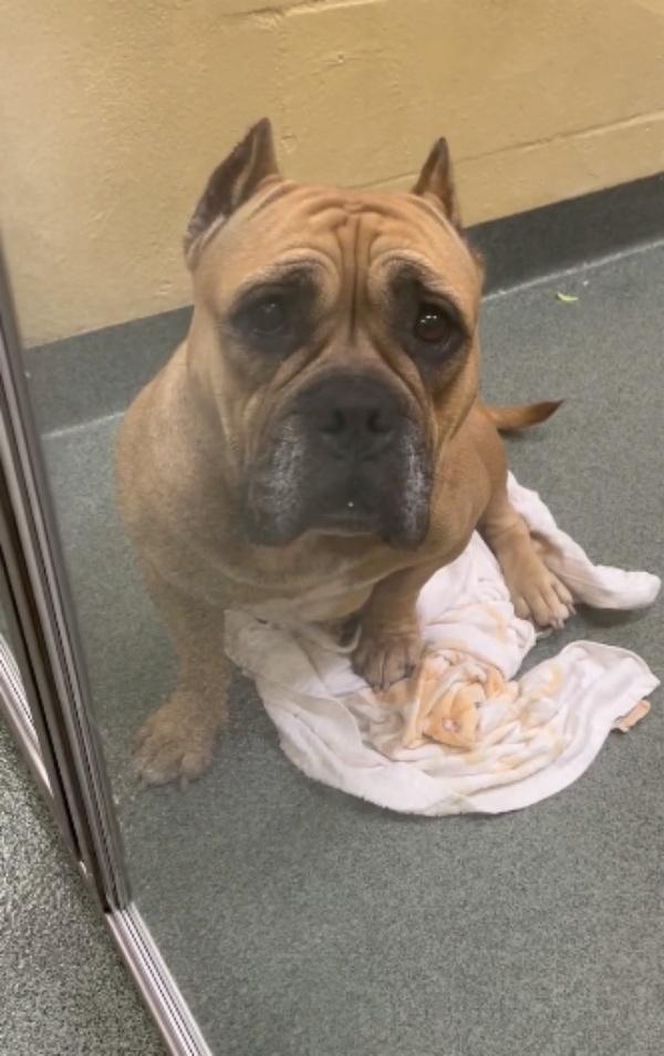 poor kelly returned to shelter poor kelly returned to shelter