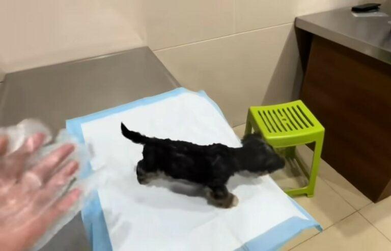 pup at the vet pup at the vet