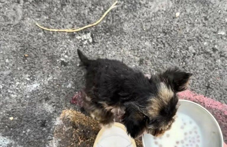 pup eating some food after rescue pup eating some food after rescue